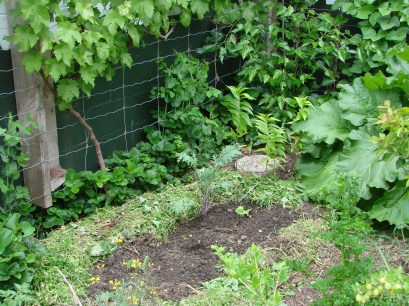 Spring greens sacrificed and mulched aroung new zucchini seedlings under grape