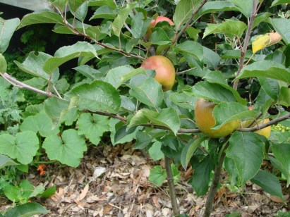 Egremont russet apples