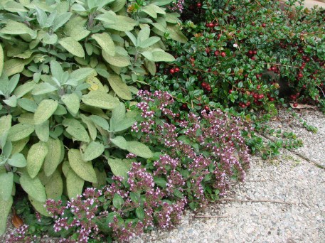 Sage, oregano, Ugni molinae berries
