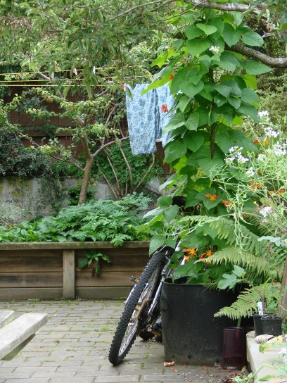 Scarlet and white runners