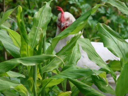 Chook with Japanese ginger (Zingiber mioga)