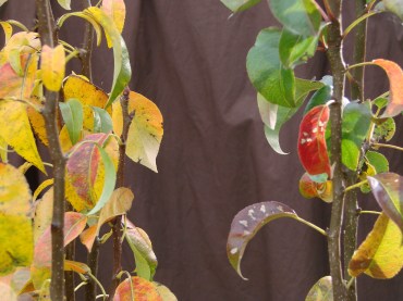 Two pears on the same roots. Conference on the left and unknown delicious right