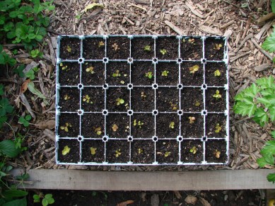 Gaultheria shallon (salal berry) seedlings.