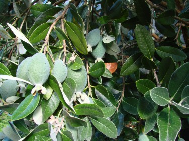 Feijoa 'tagan' - heavy crop again this year, they usually begin dropping late in May.