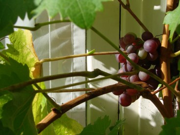 Extra warmth and reflection from the house and the grapevine says thankyou.