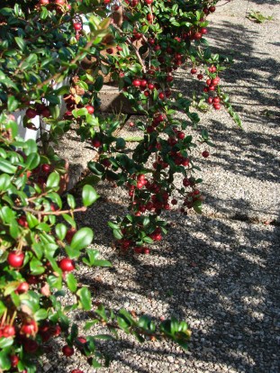 Ugni molinae berries trailing over from bathtub.