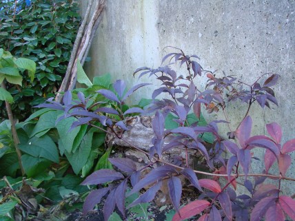 Pink flowering elder.