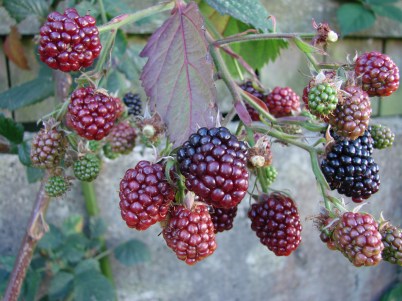 Blackberries.