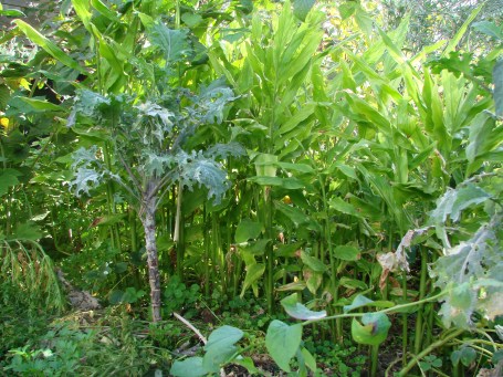 Zingiber mioga (Japanese ginger).