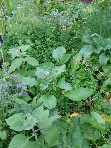 Cape gooseberry, parsley, borage coming up through white clover.